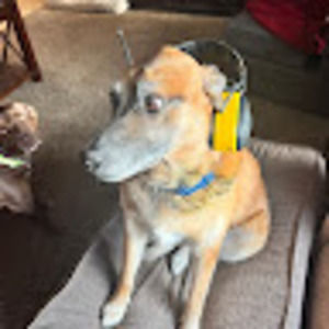 Meet your Posher, Shannon